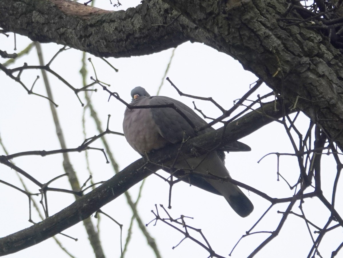 Common Wood-Pigeon - ML615171870