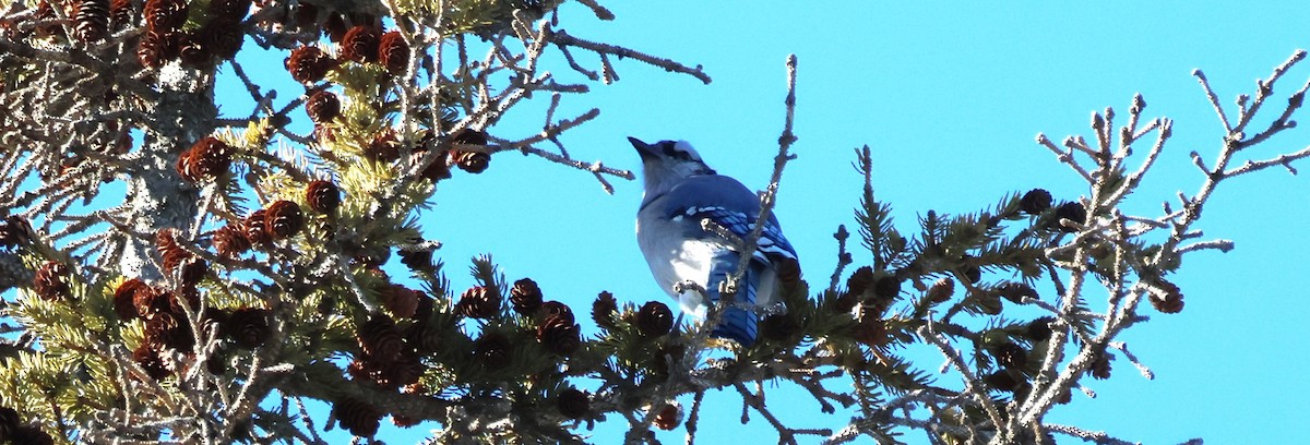 Blue Jay - Walter Thorne