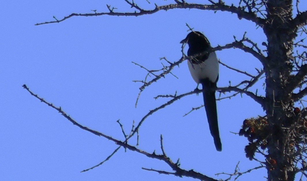 Black-billed Magpie - ML615171919