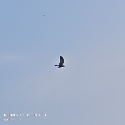 Western Marsh Harrier - Balagopal VK