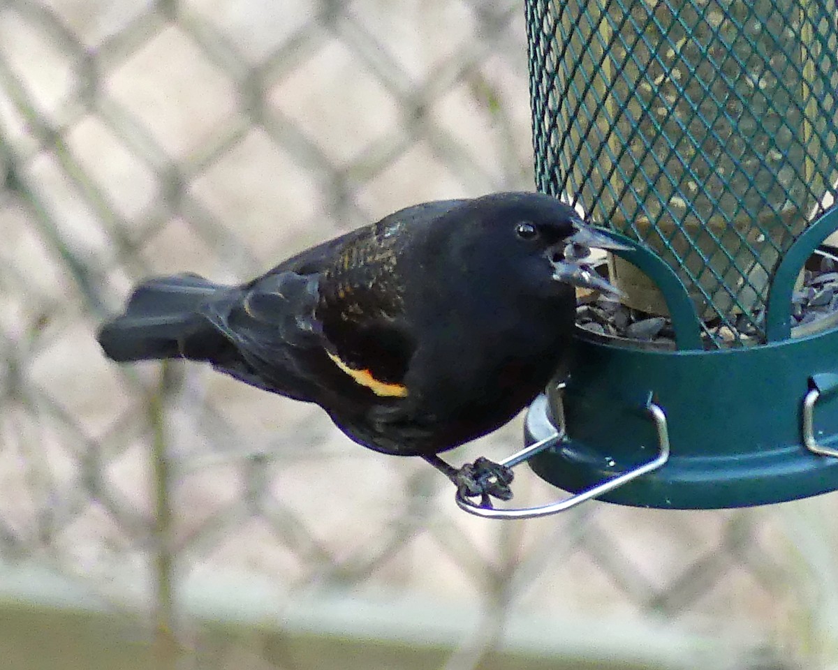 Red-winged Blackbird - ML615171949