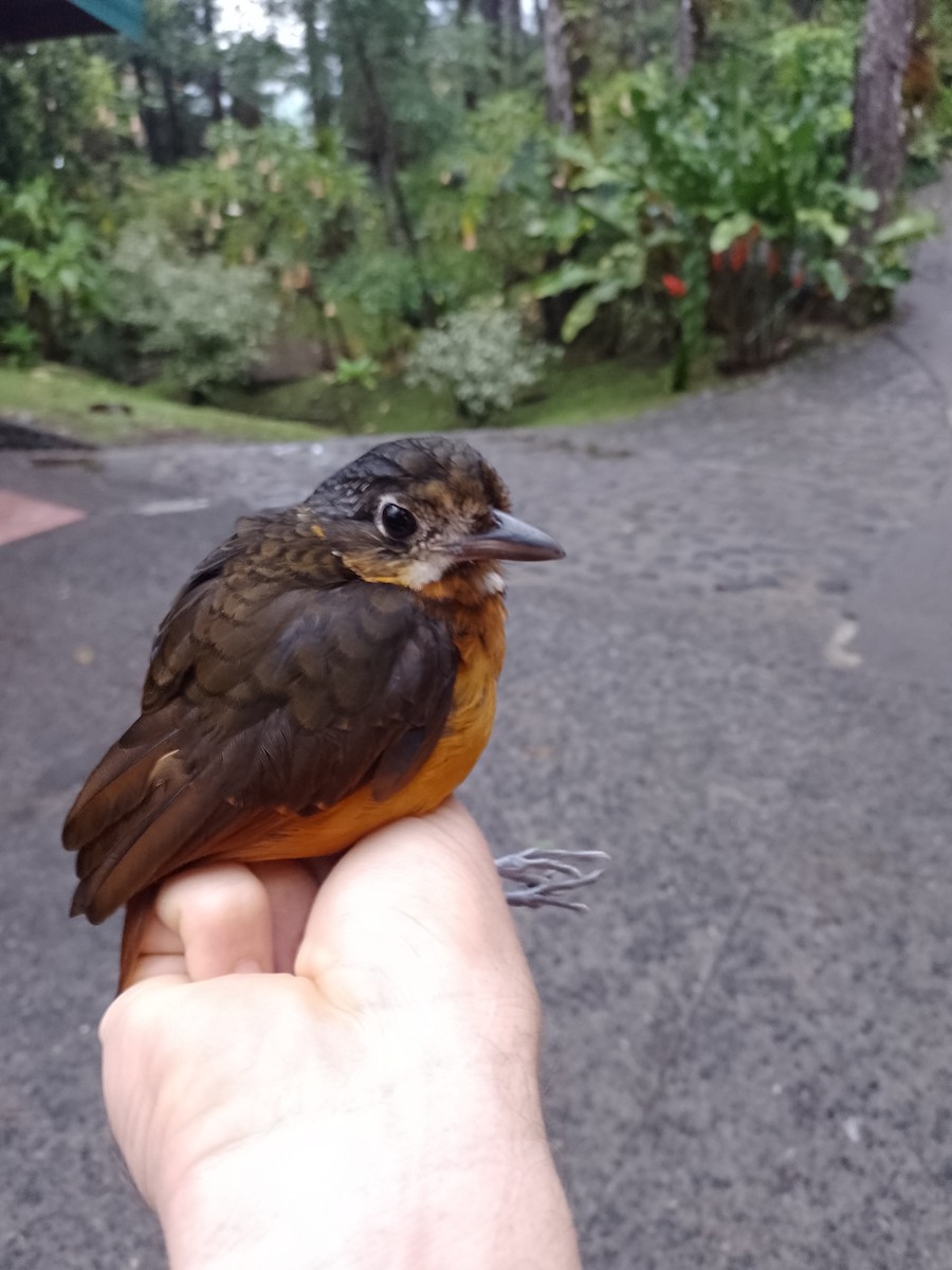 Scaled Antpitta - ML615171954