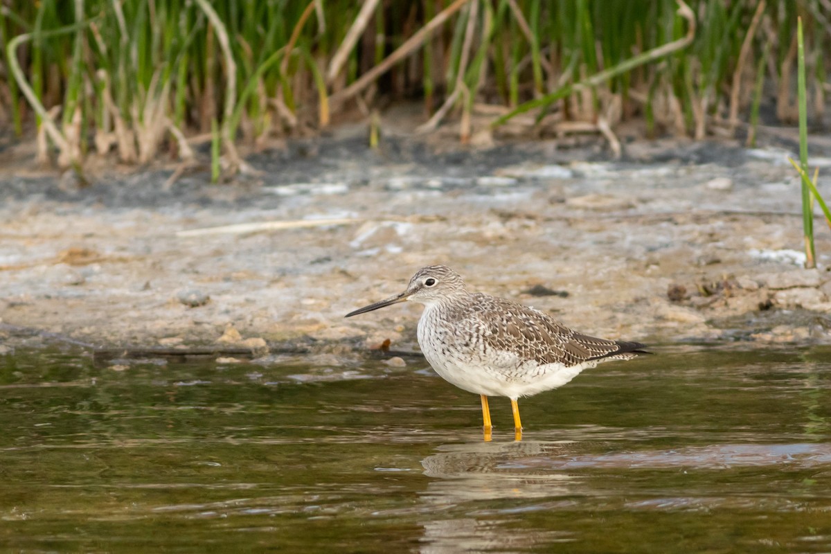 Greater Yellowlegs - ML615171955