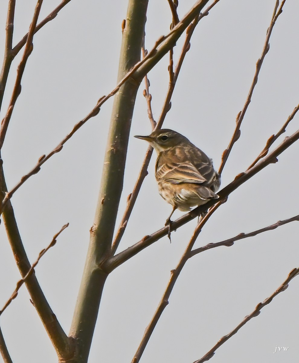 Water Pipit - ML615172029