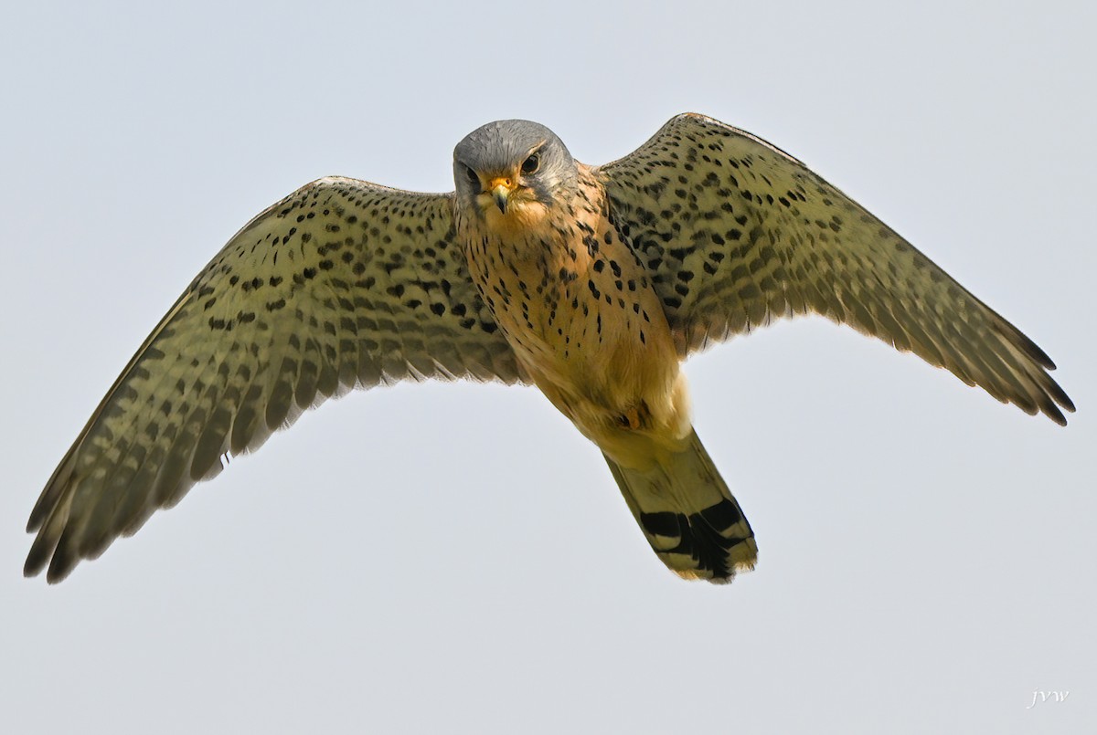 Eurasian Kestrel - ML615172036