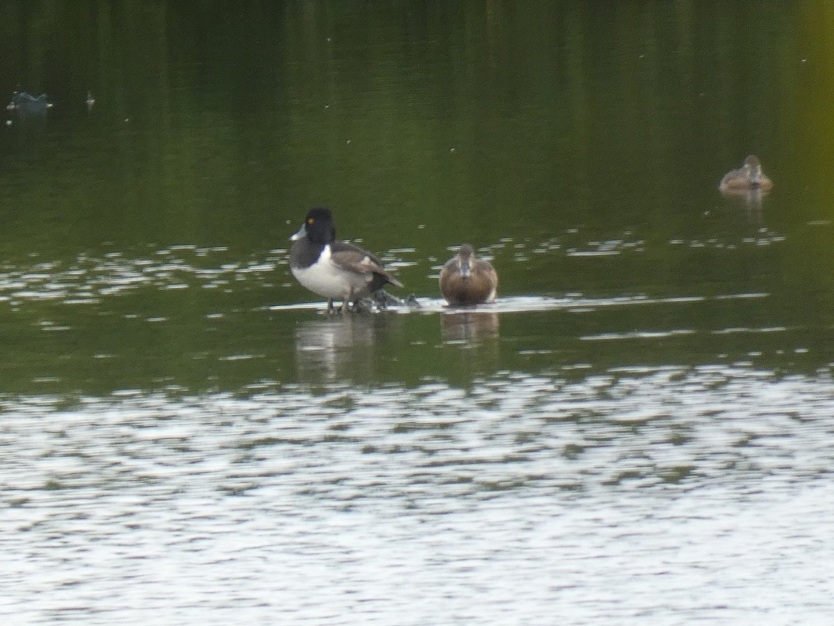 Ring-necked Duck - ML615172093