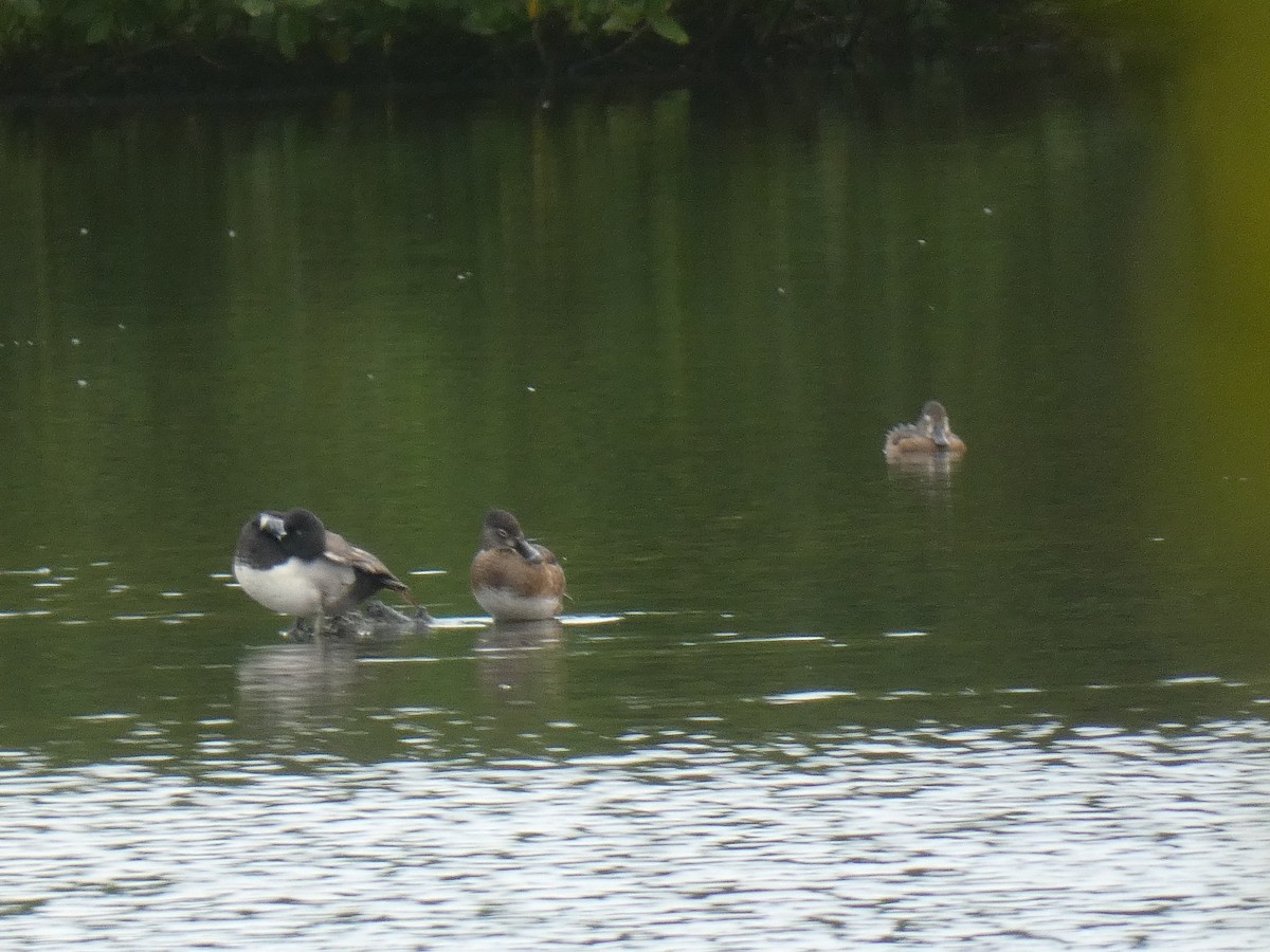 Ring-necked Duck - ML615172094