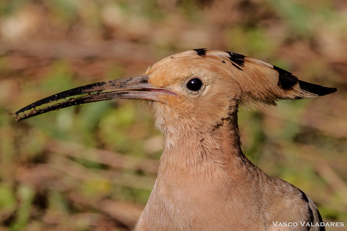 Eurasian Hoopoe - ML615172123