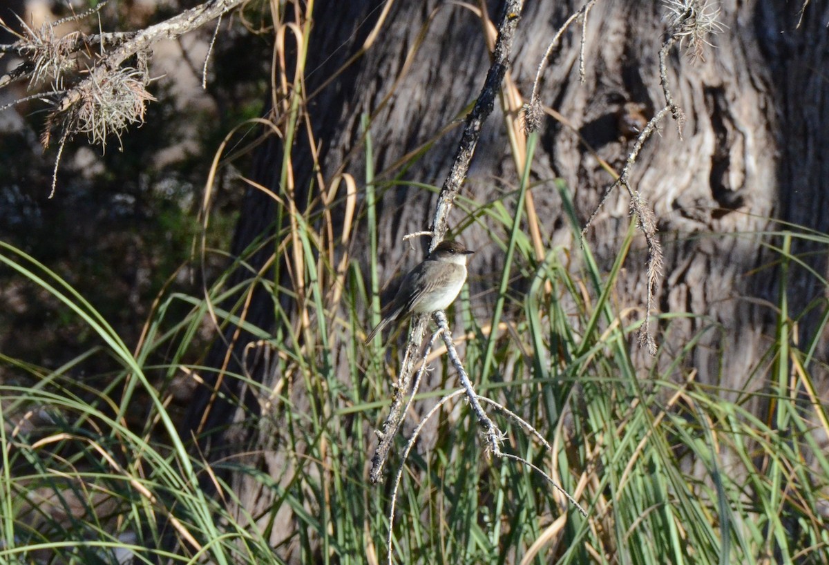 Eastern Phoebe - ML615172322