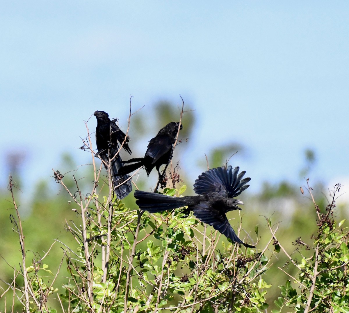 Smooth-billed Ani - ML615172334