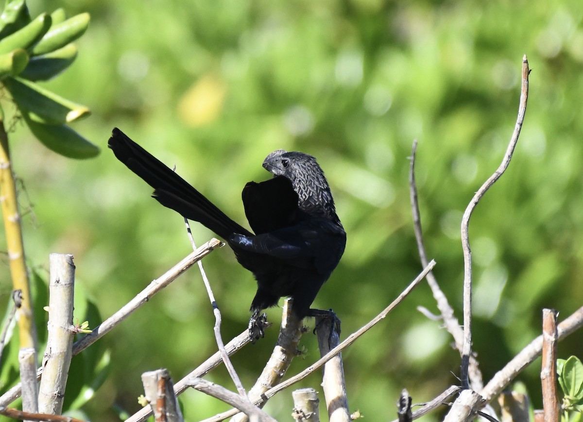 Smooth-billed Ani - ML615172339