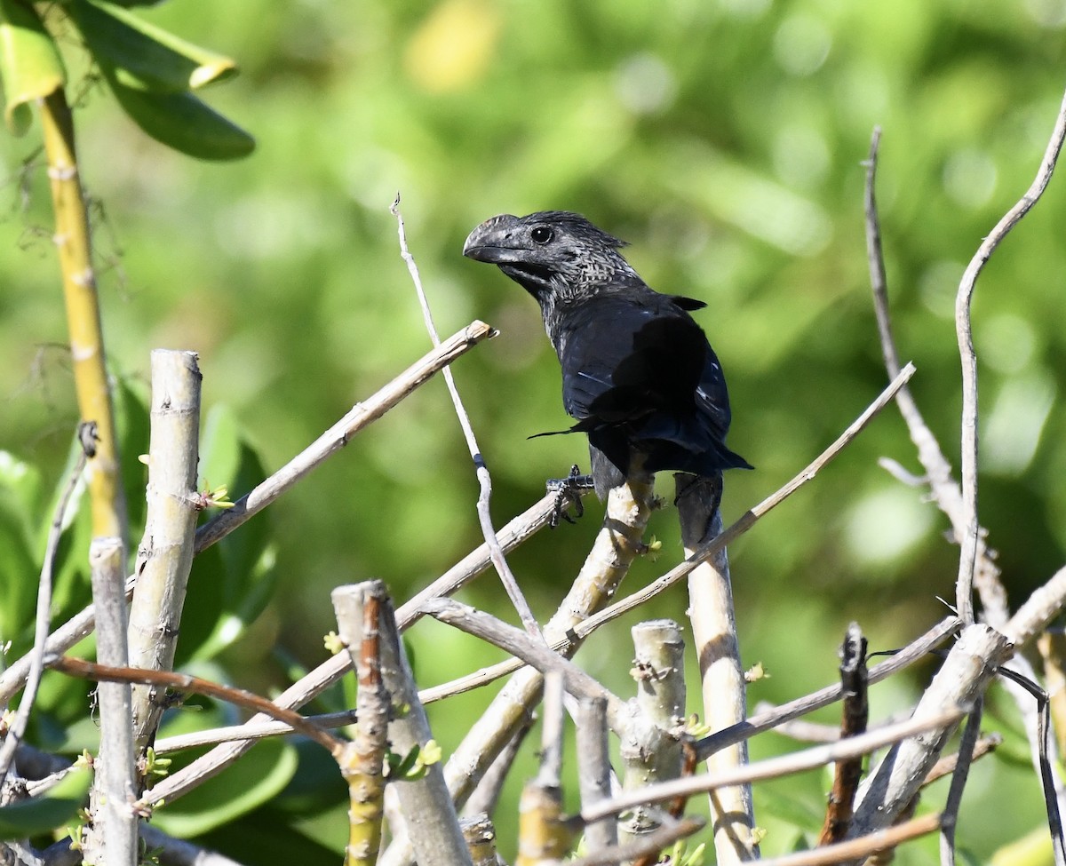 Smooth-billed Ani - ML615172340