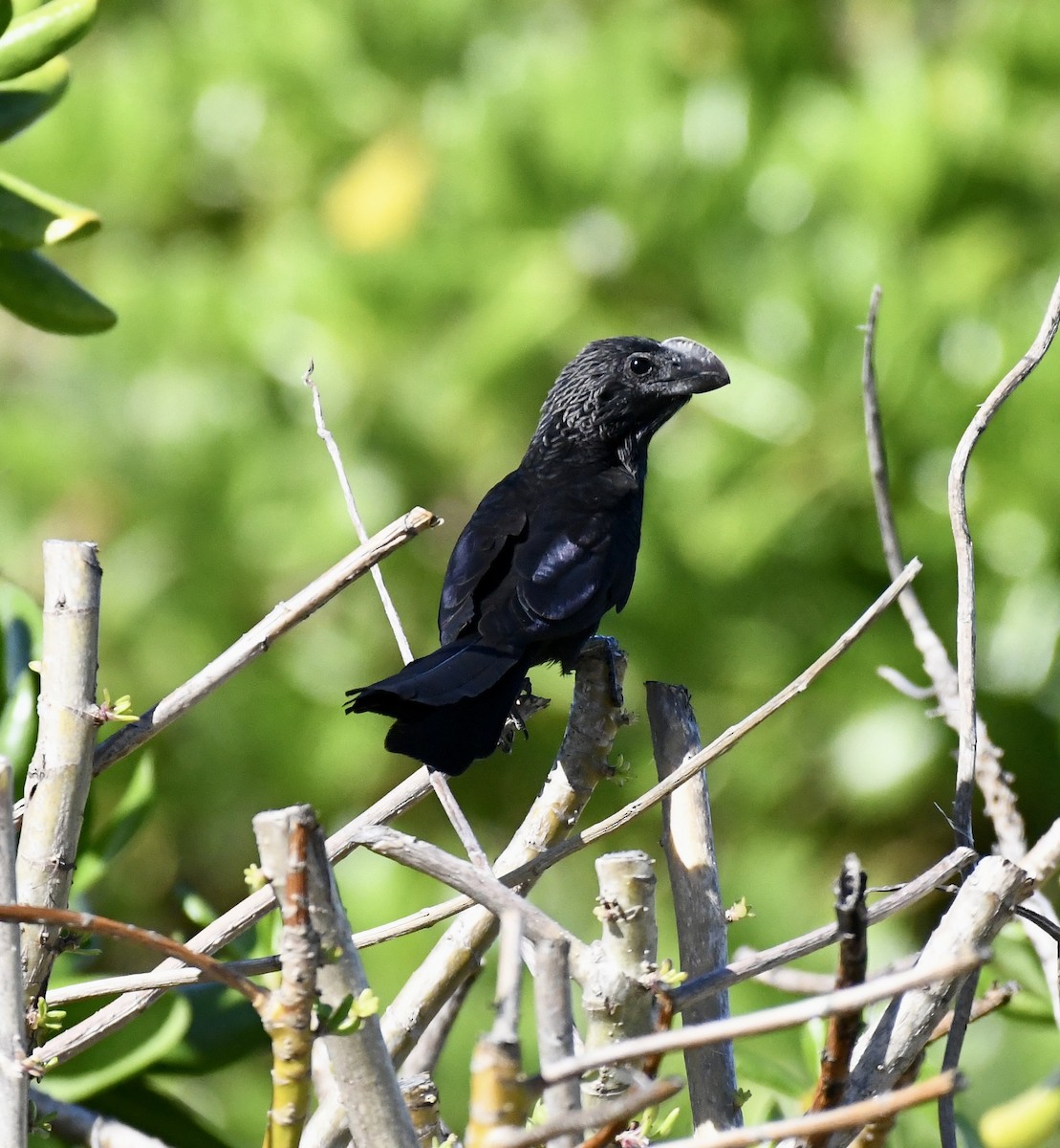 Smooth-billed Ani - ML615172341