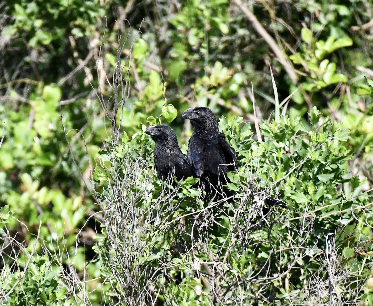 Smooth-billed Ani - ML615172342