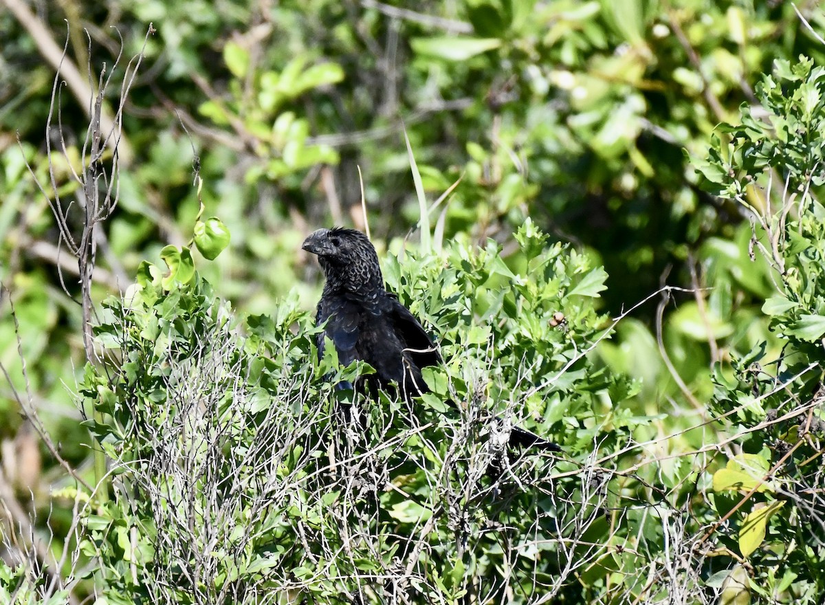 Smooth-billed Ani - ML615172343