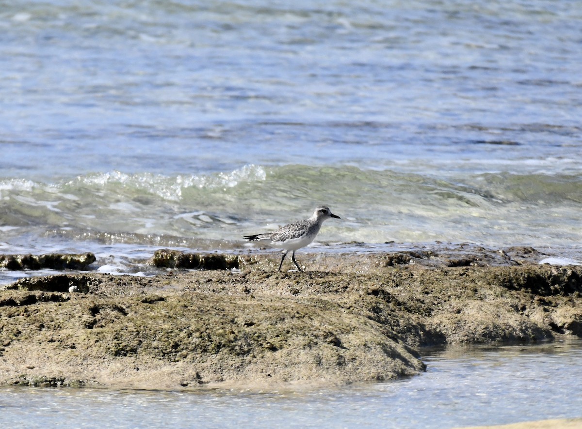 Black-bellied Plover - ML615172349