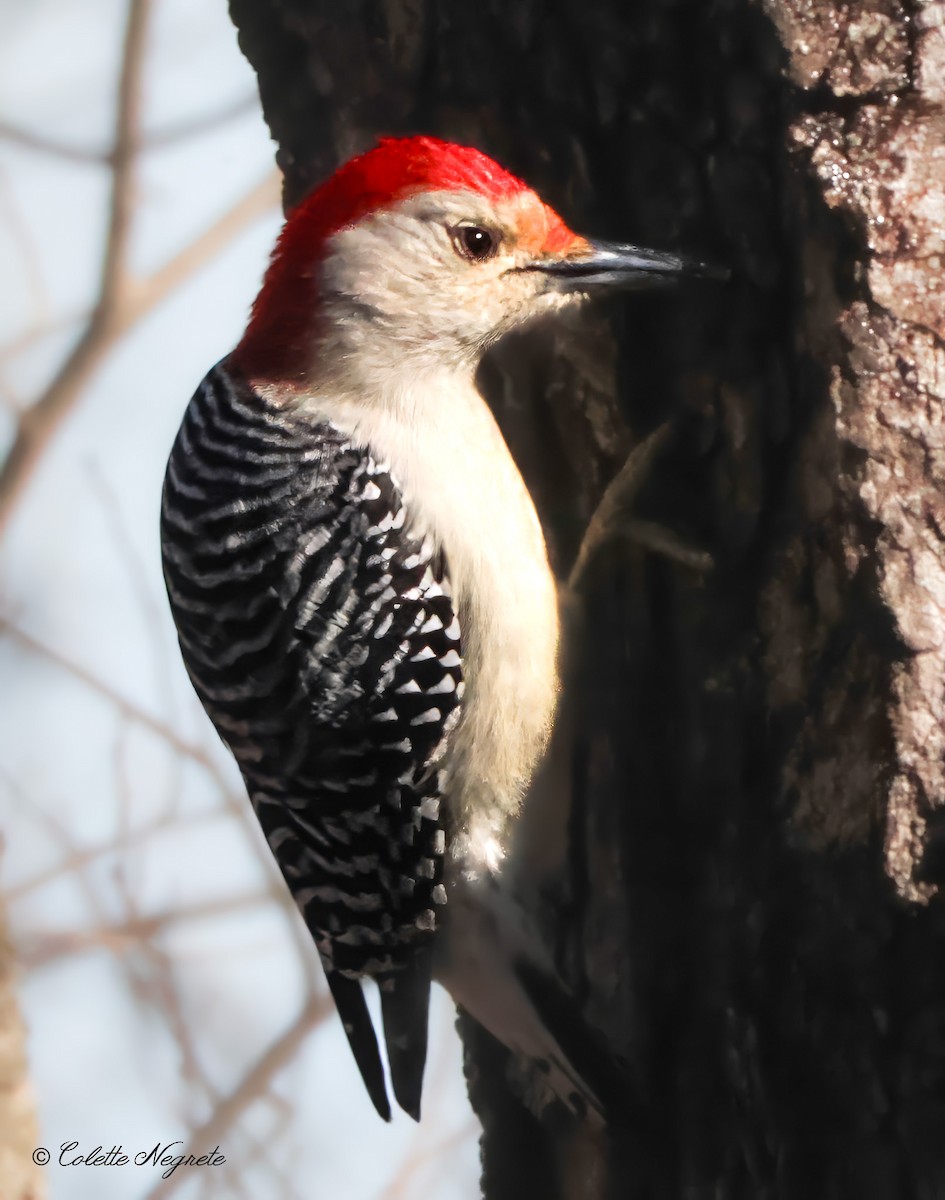 Red-bellied Woodpecker - Colette Vranicar