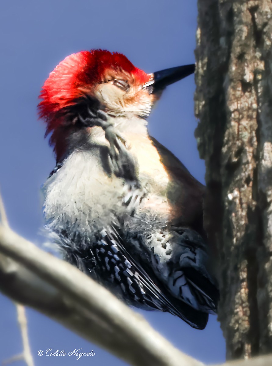 Red-bellied Woodpecker - ML615172357