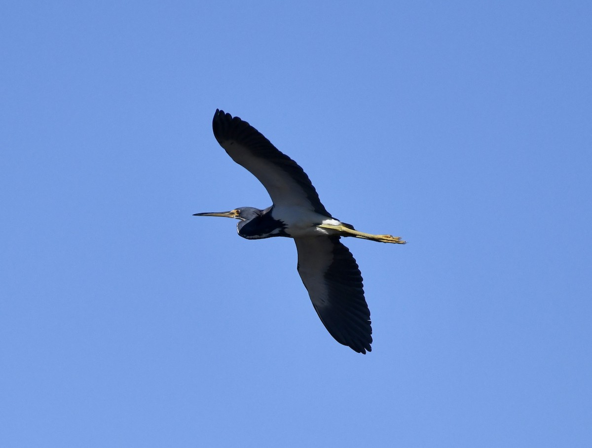 Tricolored Heron - ML615172366