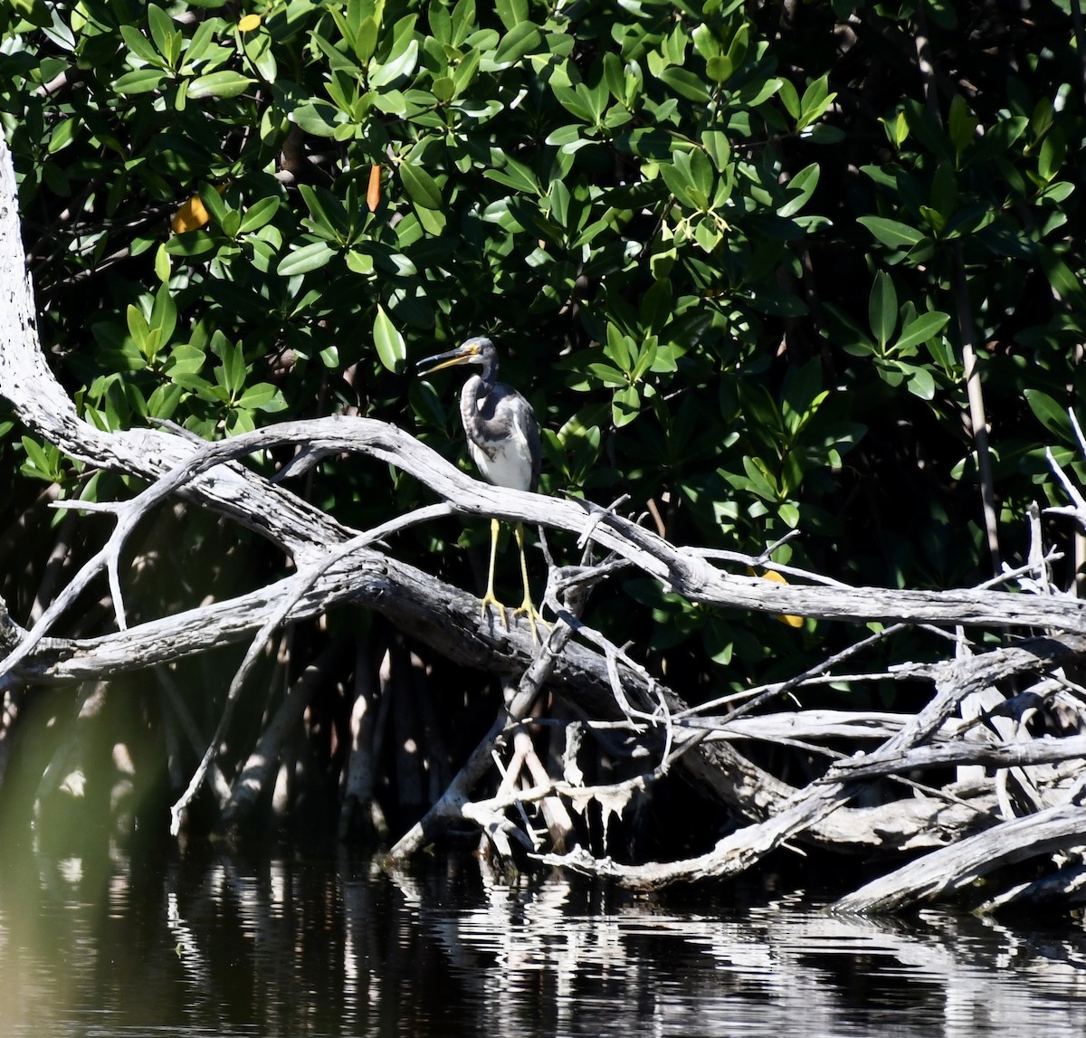 Tricolored Heron - ML615172367