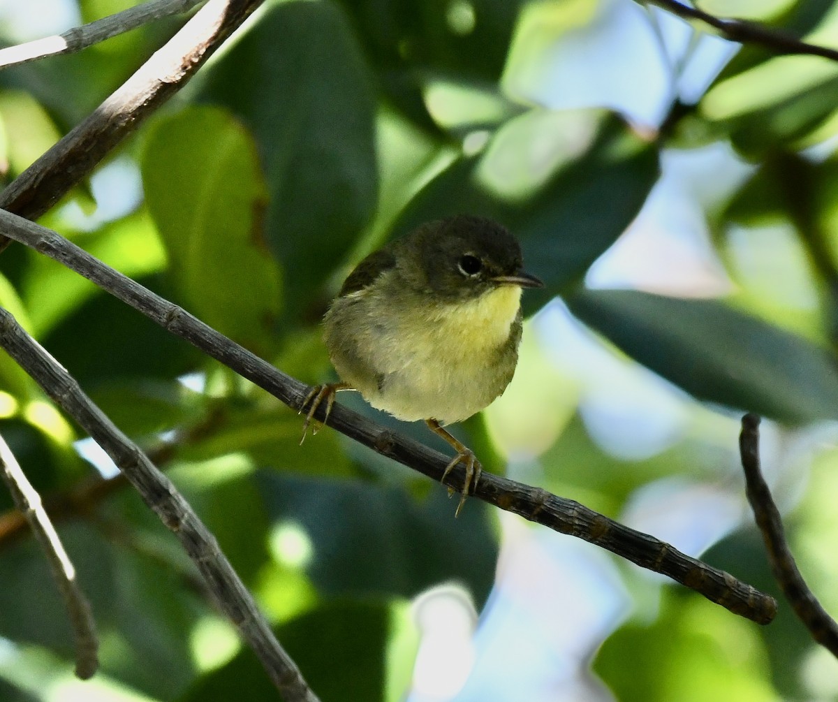 Common Yellowthroat - ML615172377