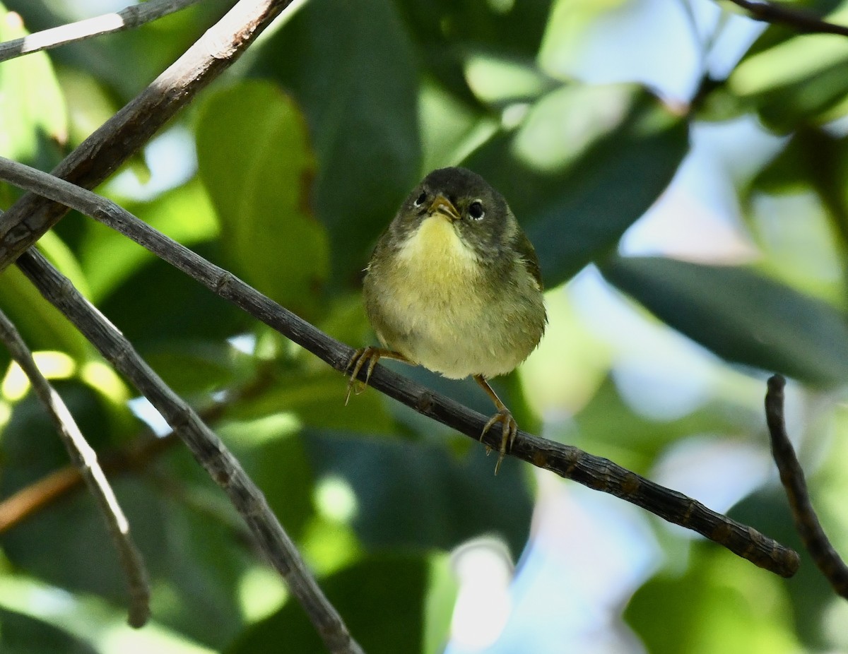 Common Yellowthroat - ML615172379