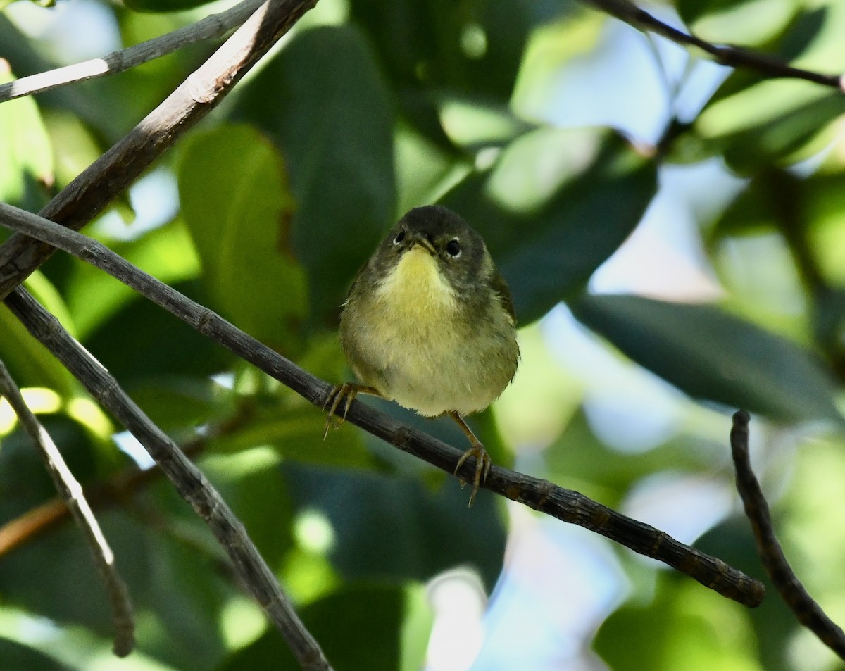 Common Yellowthroat - ML615172380