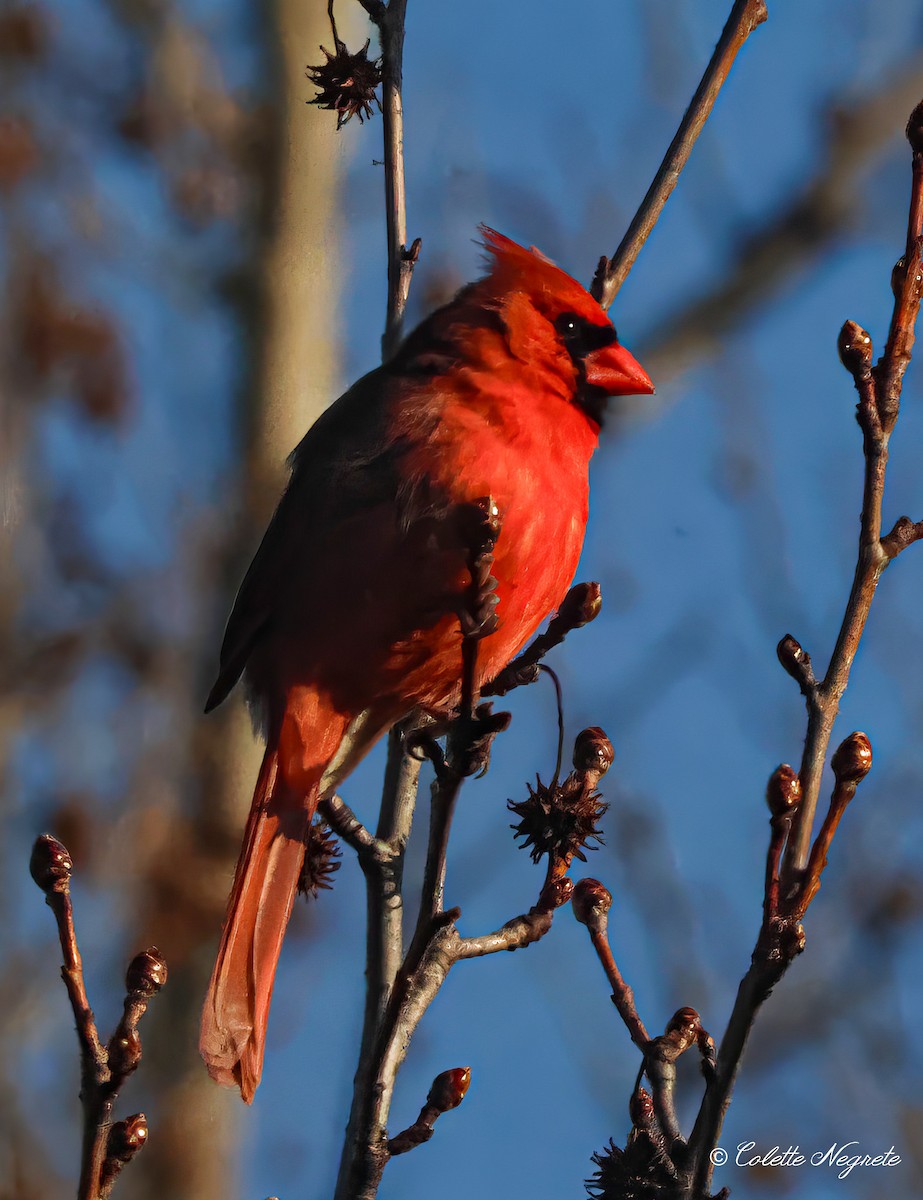Northern Cardinal - Colette Vranicar