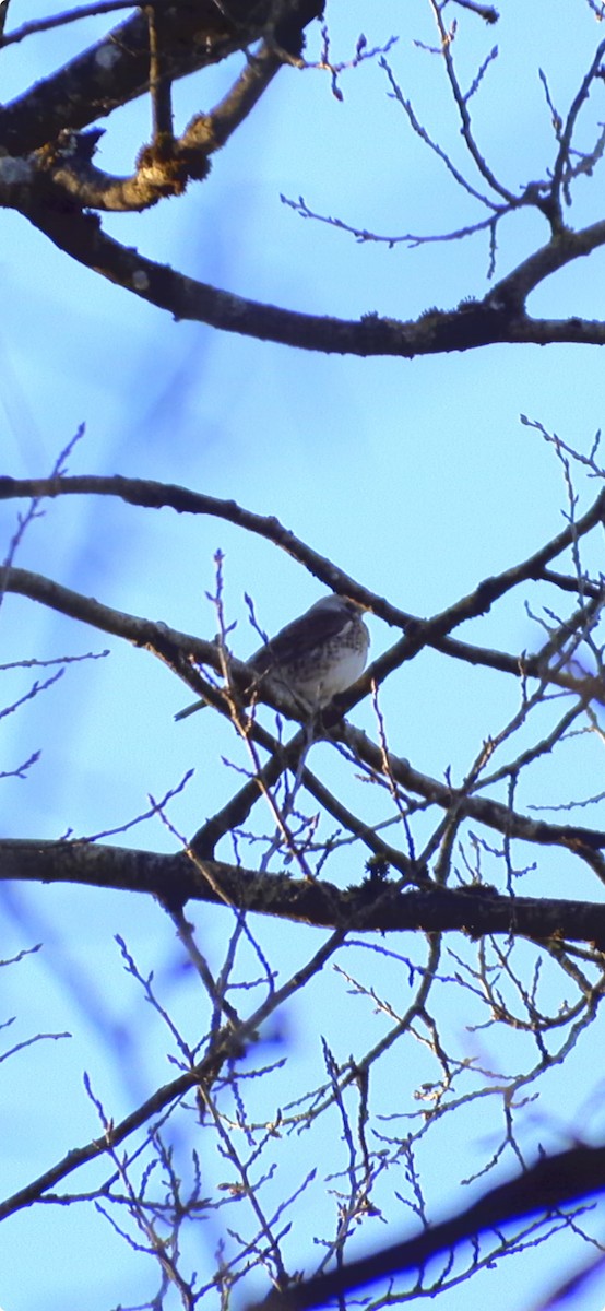 Redwing (Eurasian) - Casella Sylvie