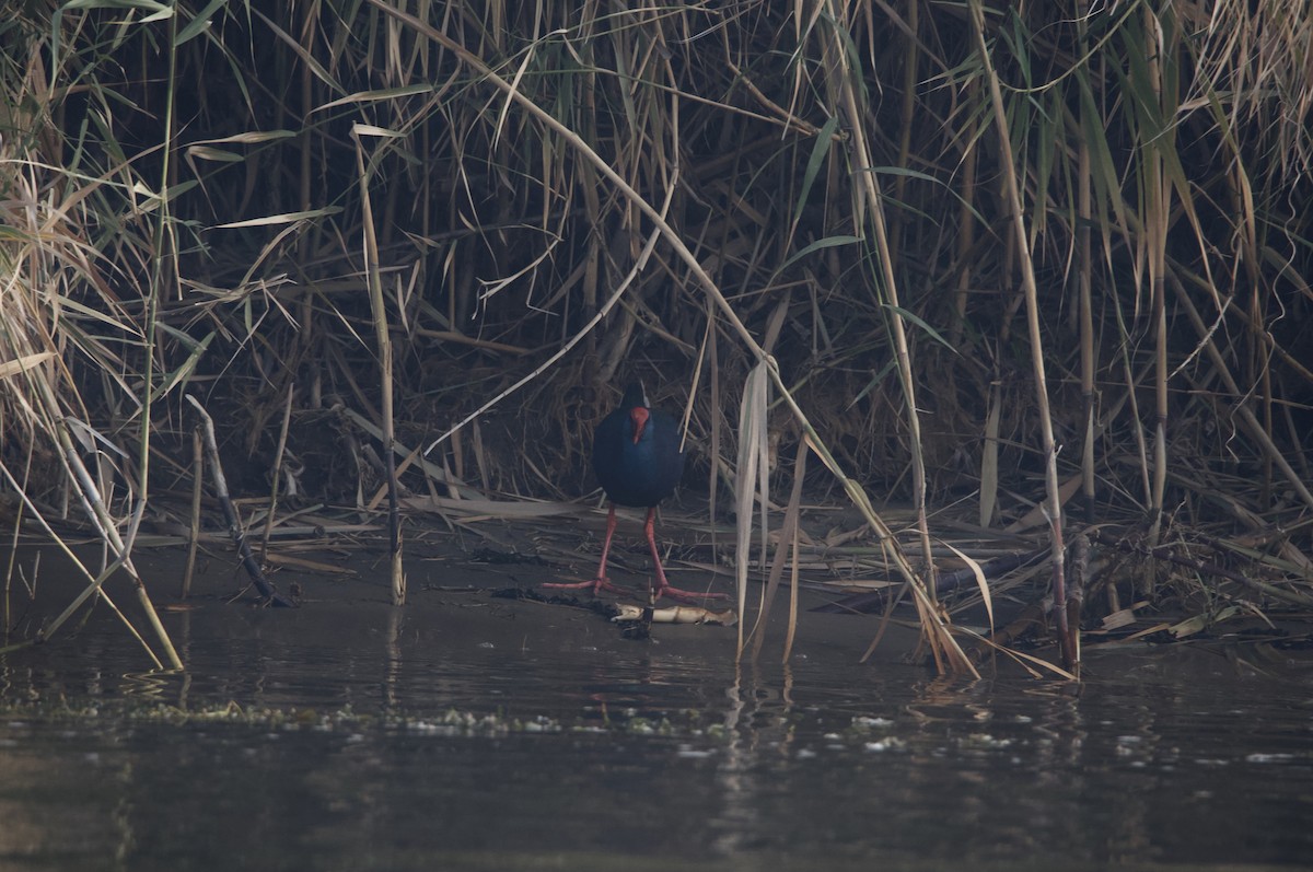 African Swamphen - ML615172394