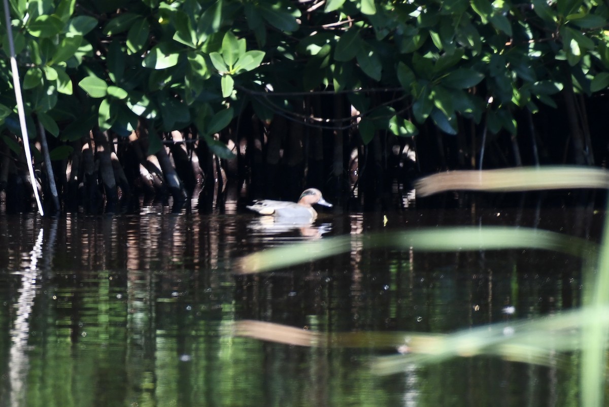 Green-winged Teal - ML615172413