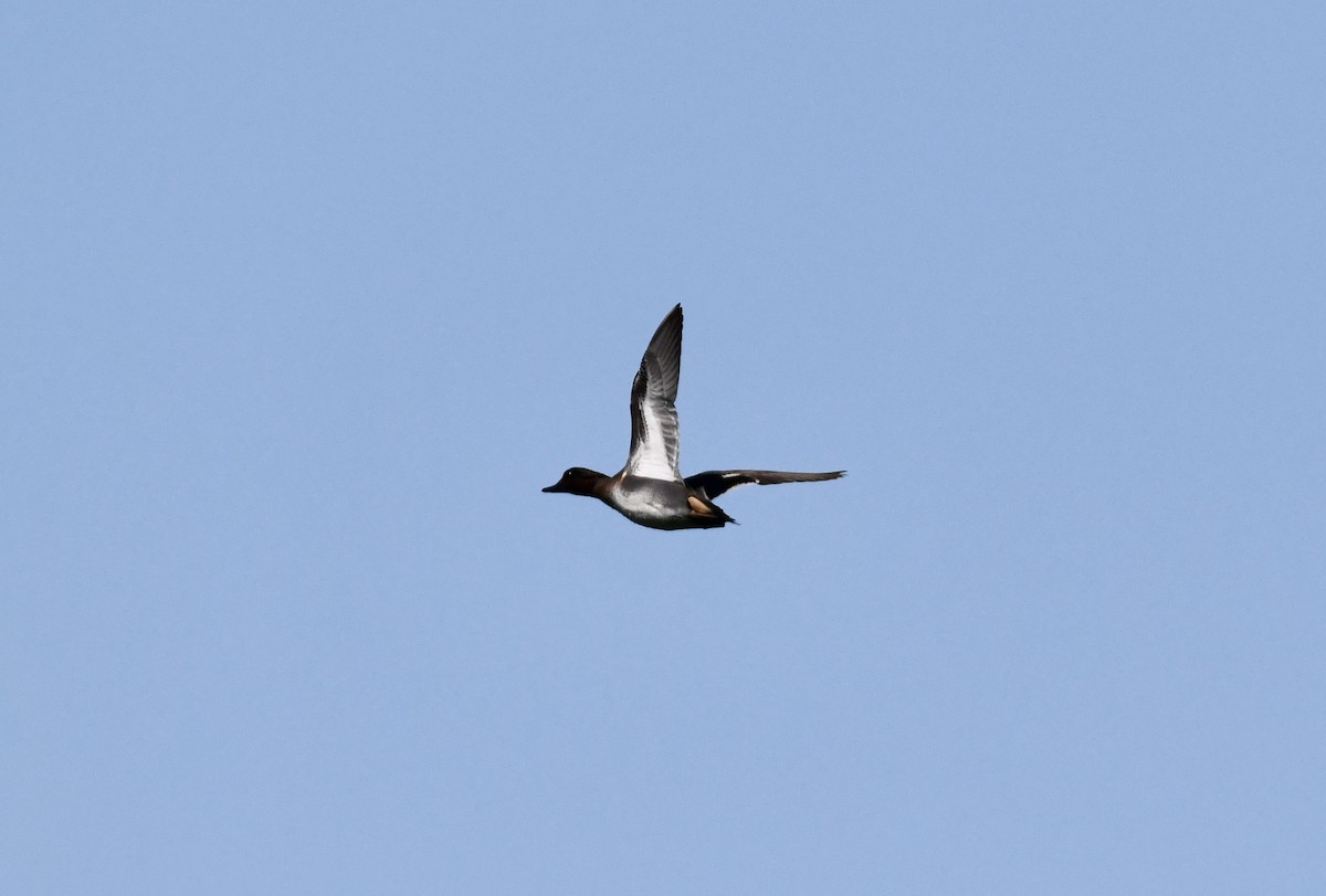 Green-winged Teal - ML615172414