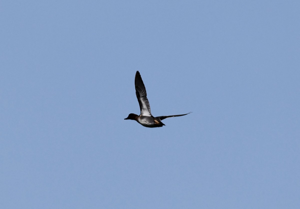 Green-winged Teal - Suzanne Zuckerman