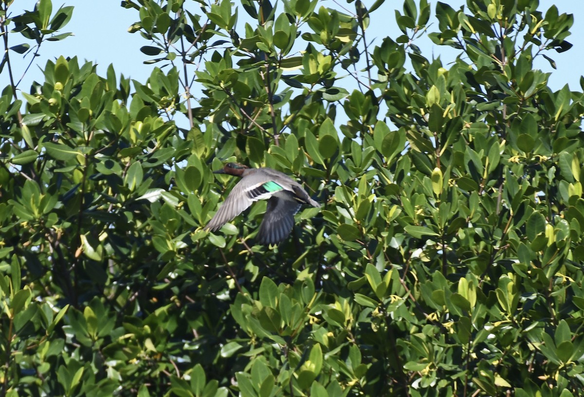 Green-winged Teal - ML615172417