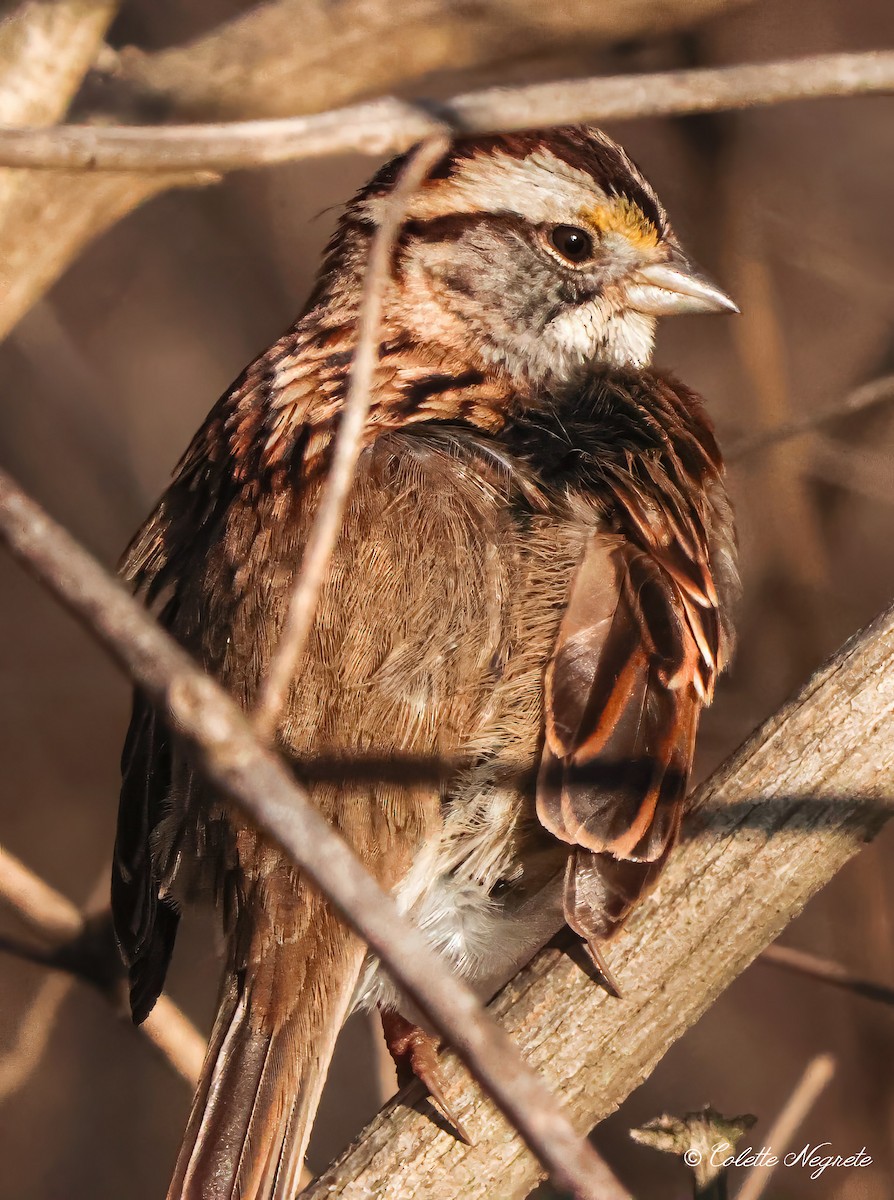 White-throated Sparrow - ML615172419