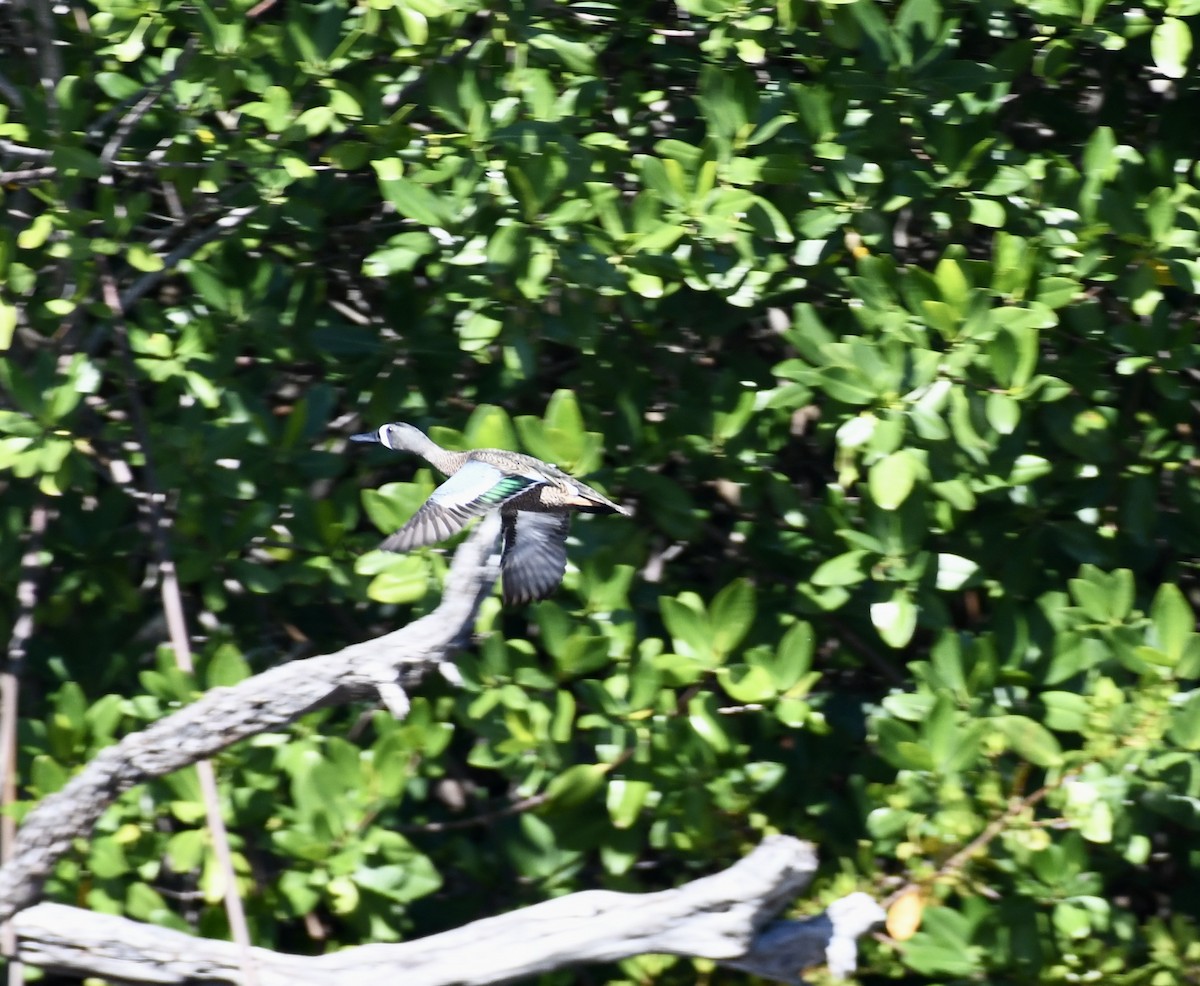 Blue-winged Teal - ML615172426