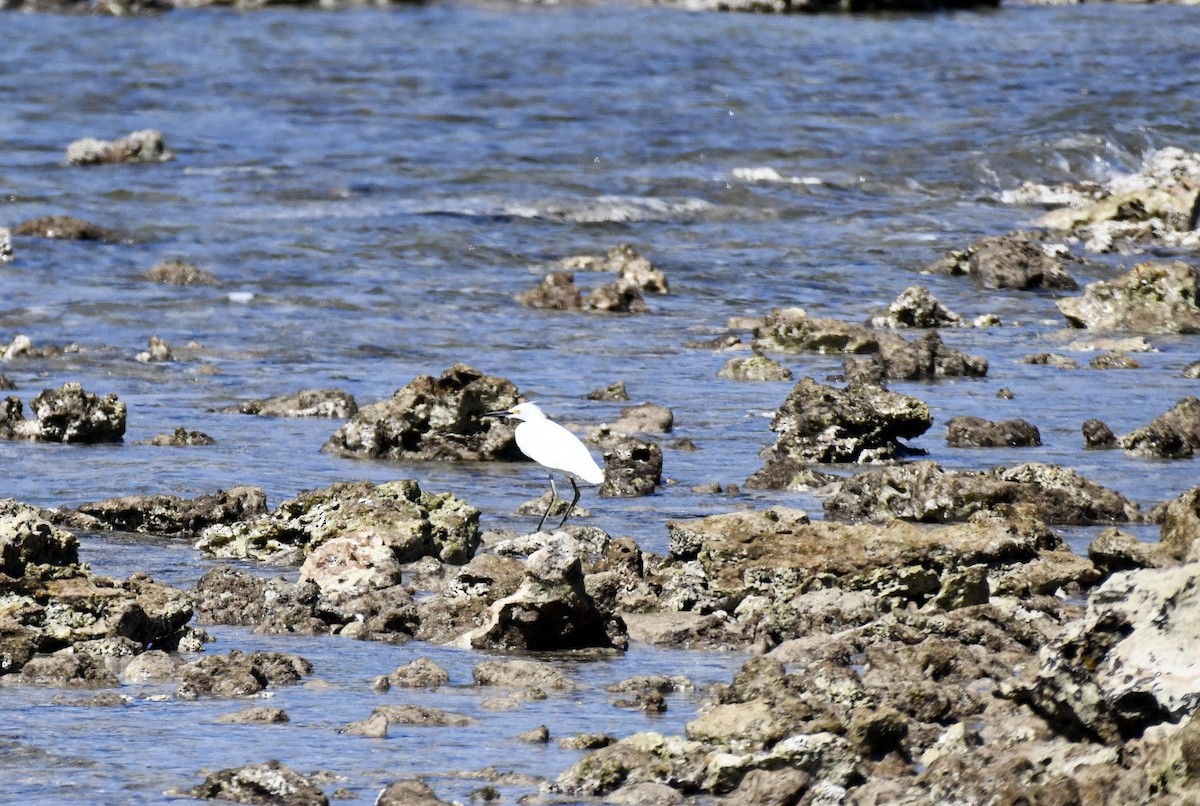 Snowy Egret - ML615172463