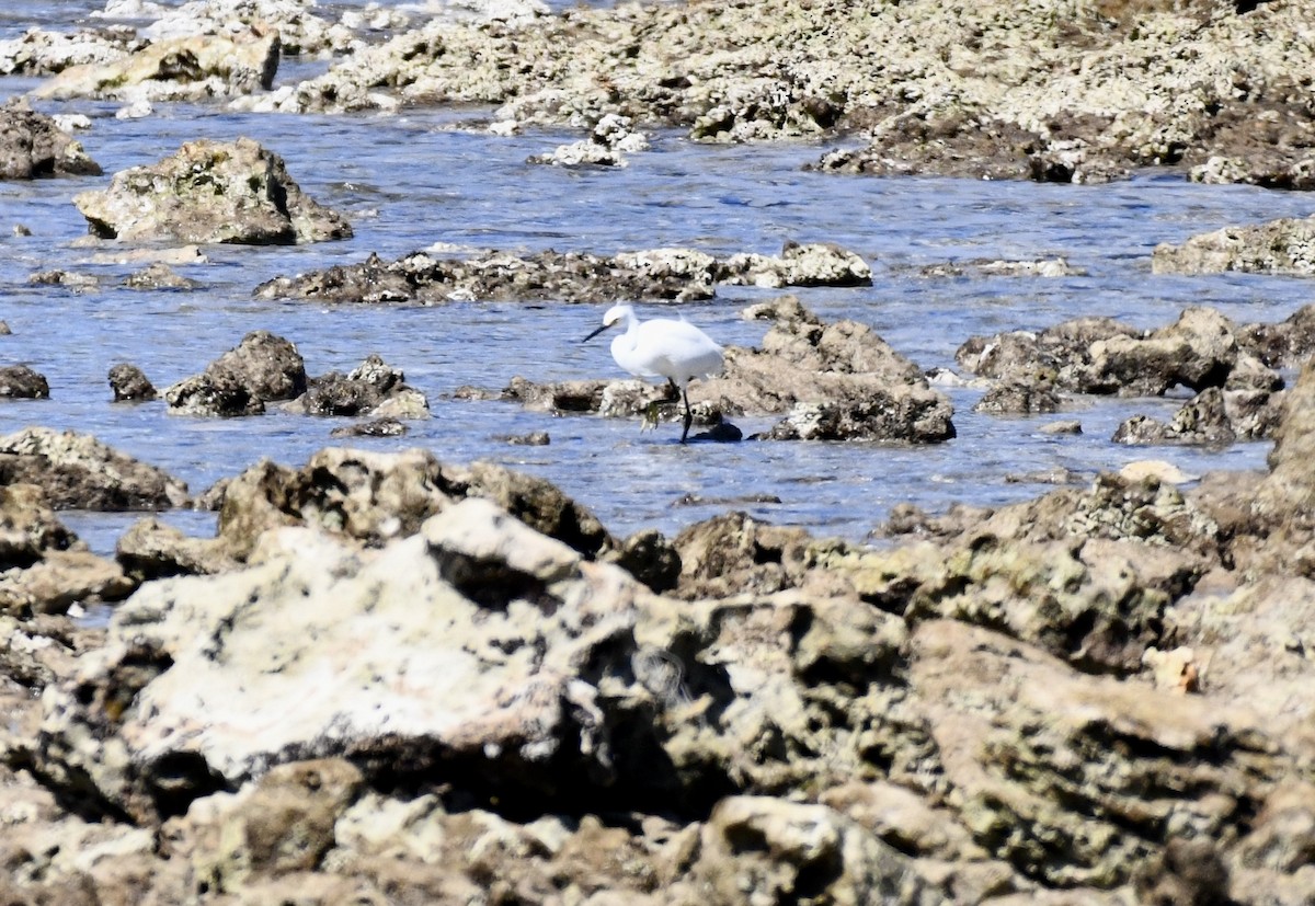 Snowy Egret - ML615172464