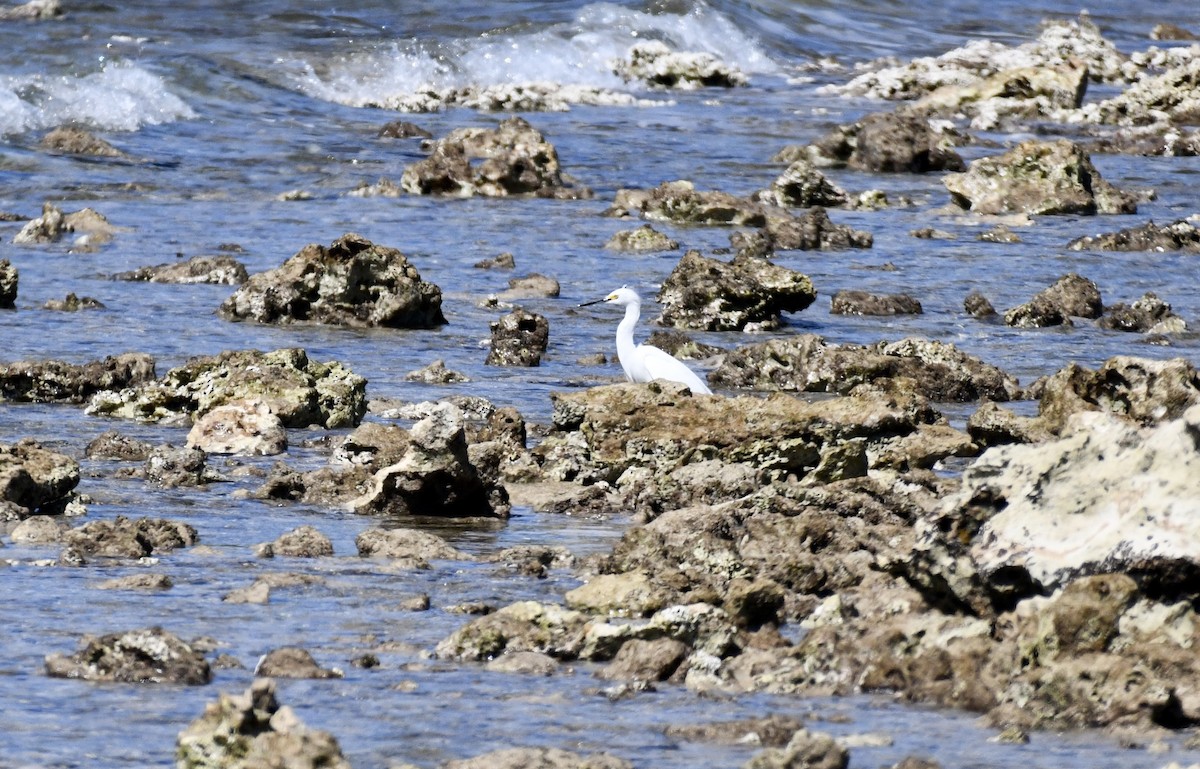 Snowy Egret - ML615172465