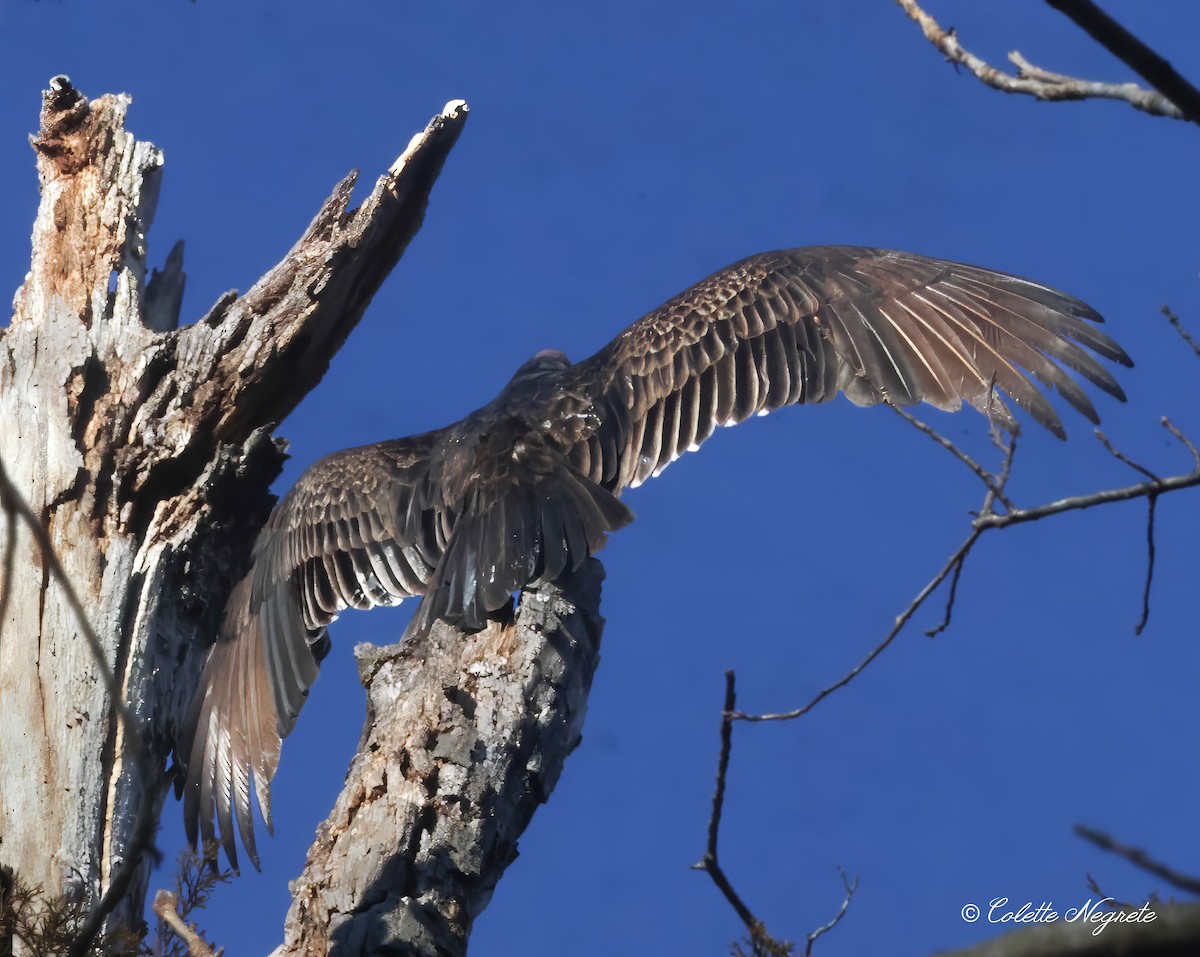 Turkey Vulture - ML615172485