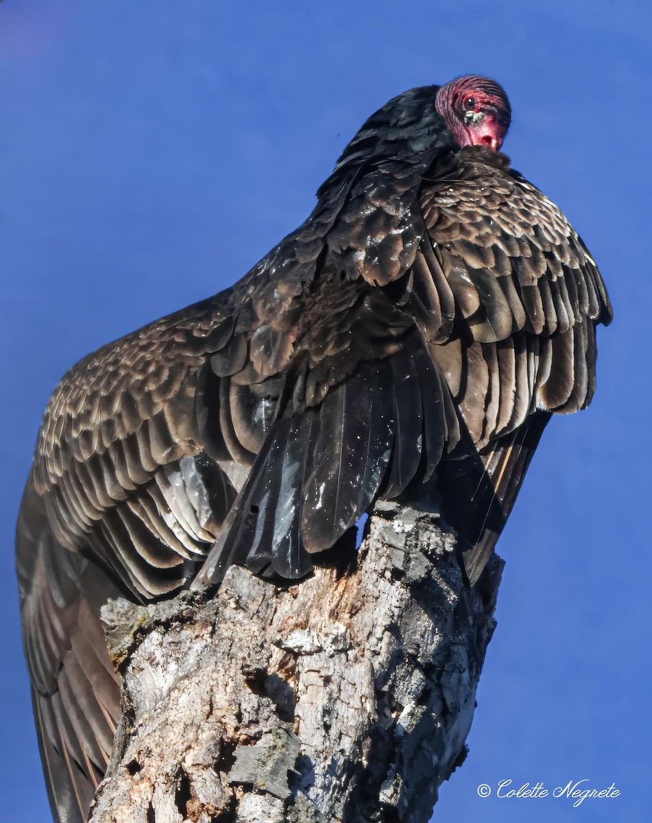 Turkey Vulture - ML615172486