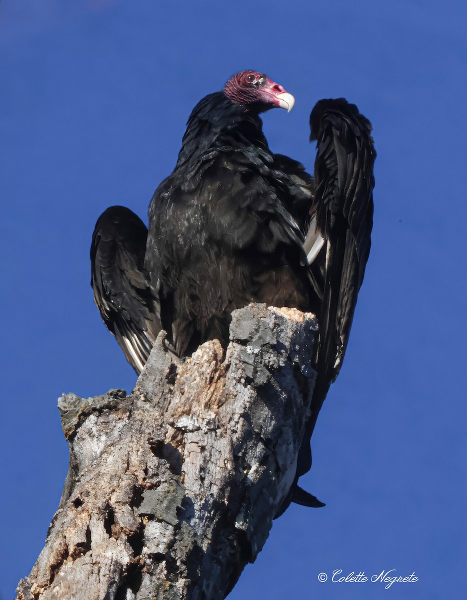 Turkey Vulture - ML615172487