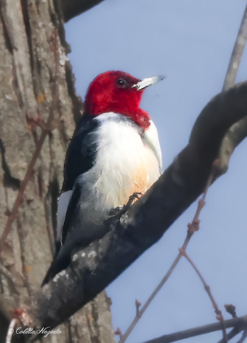 Red-headed Woodpecker - ML615172497