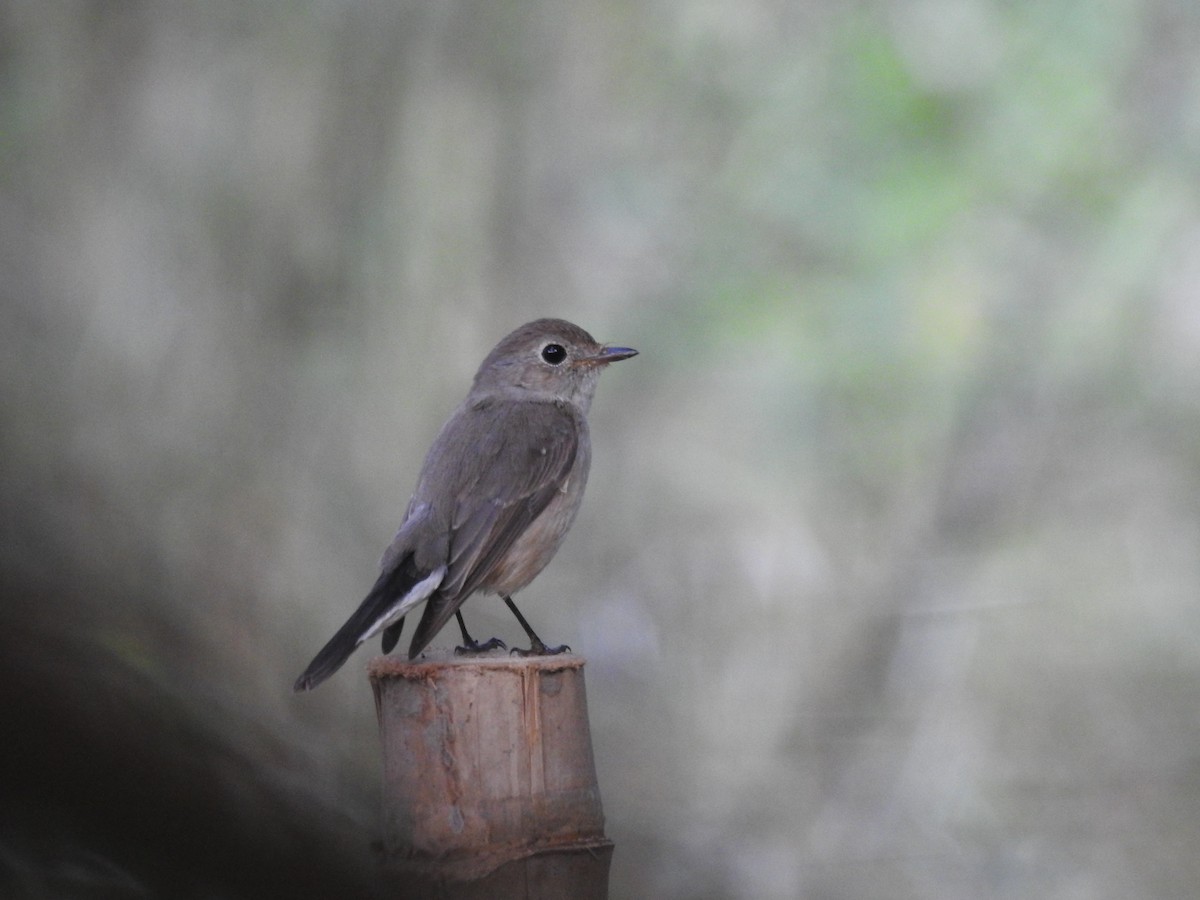 Taiga Flycatcher - ML615172498