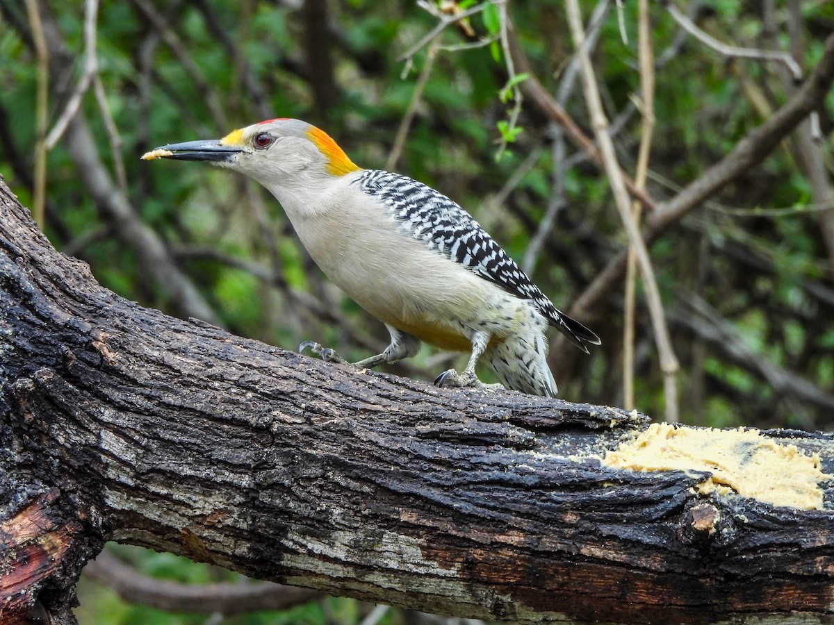 Golden-fronted Woodpecker - ML615172550