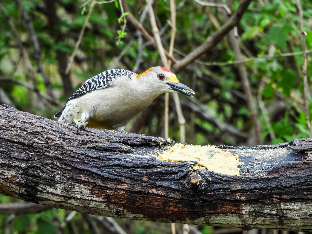 Golden-fronted Woodpecker - ML615172551