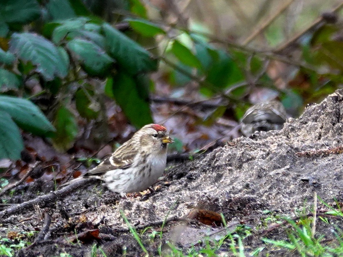 Common/Lesser Redpoll - ML615172563