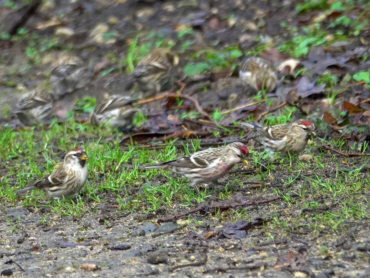 Common/Lesser Redpoll - ML615172568