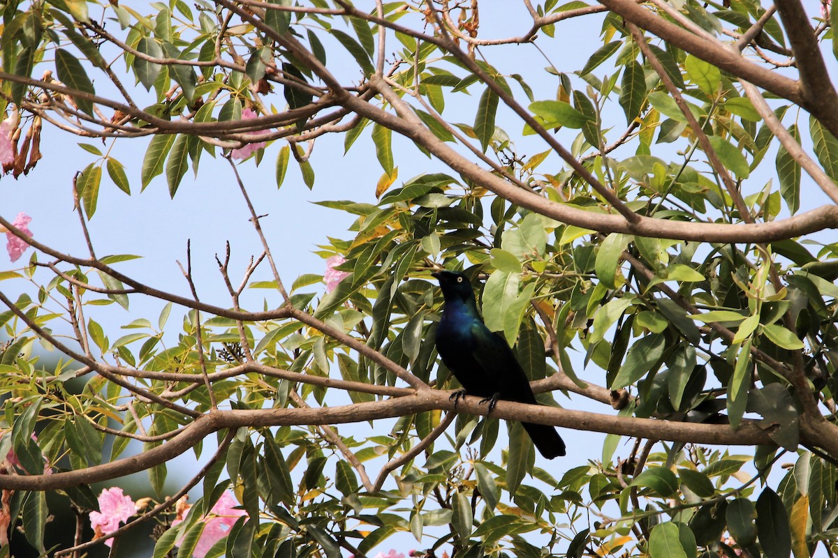 Greater Blue-eared Starling - ML615172590