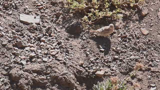 Creamy-rumped Miner - ML615172654